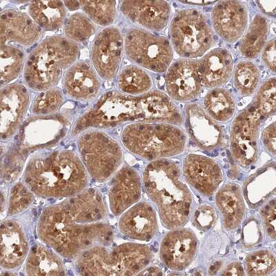 Immunohistochemistry-Paraffin: HINT1 Antibody [NBP1-83257]