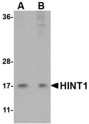 Western Blot: HINT1 AntibodyBSA Free [NBP1-76944]