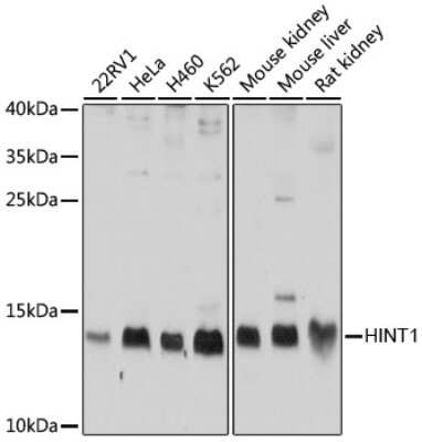 Western Blot: HINT1 AntibodyBSA Free [NBP3-03253]