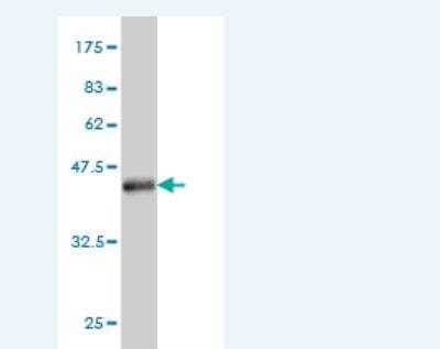 Western Blot: HINT2 Antibody (4E11) [H00084681-M06]