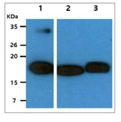 Western Blot: HINT2 Antibody (AT5B10)BSA Free [NBP2-59387]