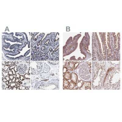 Immunohistochemistry-Paraffin: HINT2 Antibody [NBP1-86024]