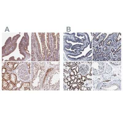 Immunohistochemistry-Paraffin: HINT2 Antibody [NBP2-56156]