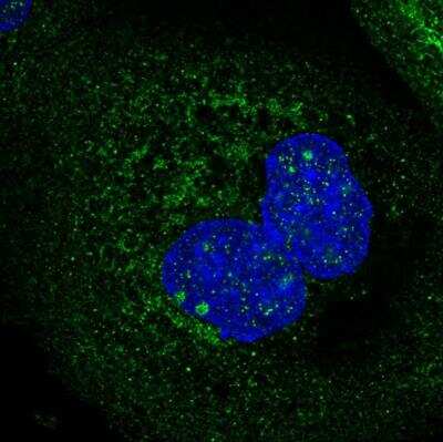 Immunocytochemistry/ Immunofluorescence: HINT3 Antibody [NBP1-81981]