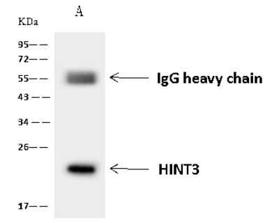 Immunoprecipitation: HINT3 Antibody [NBP2-97827]