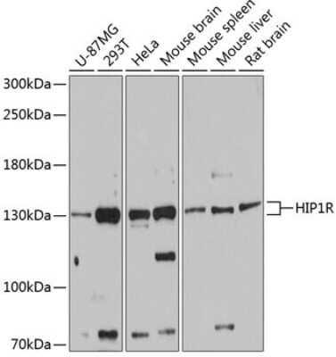 Western Blot: HIP1 Related AntibodyAzide and BSA Free [NBP3-03654]