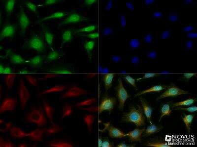 Immunocytochemistry/ Immunofluorescence: HIPK3 Antibody - BSA Free [NBP2-24521]