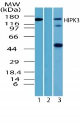 Western Blot: HIPK3 AntibodyBSA Free [NBP2-24521]