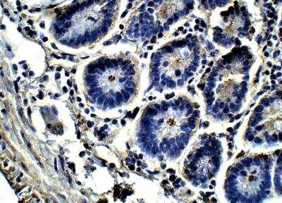 Immunohistochemistry-Paraffin: HIPK4 Antibody [NBP3-12399]