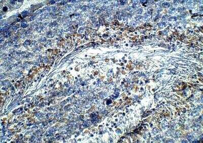 Immunohistochemistry-Paraffin: HIPK4 Antibody [NBP3-12399]