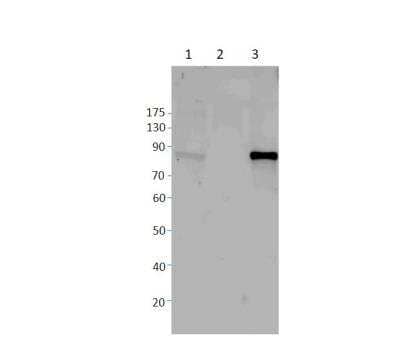 Western Blot: HIPK4 Antibody [NBP3-12399]