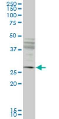 Western Blot: HIPPI Antibody (1G8) [H00055081-M02]