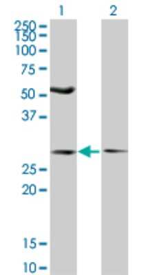 Western Blot: HIPPI Antibody (3G4) [H00055081-M04]