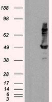 Western Blot: HIPPI Antibody (OTI4F6) [NBP2-02313]