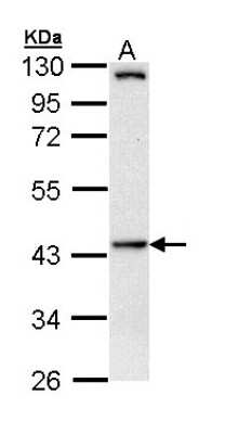 Western Blot: HIPPI Antibody [NBP2-16835]