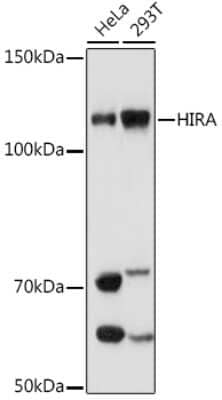 Western Blot: HIRA Antibody (6Q7Y6) [NBP3-16716]