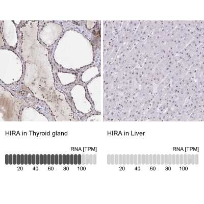 Immunohistochemistry-Paraffin: HIRA Antibody [NBP2-38636]