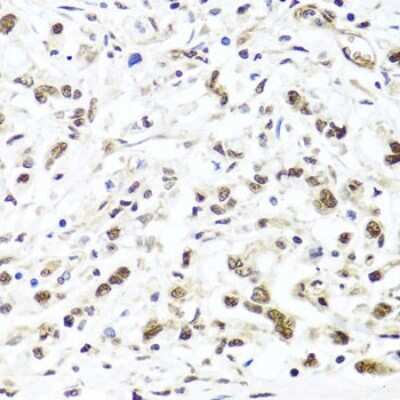 Immunohistochemistry-Paraffin: HIRA Antibody - BSA Free [NBP3-04894]