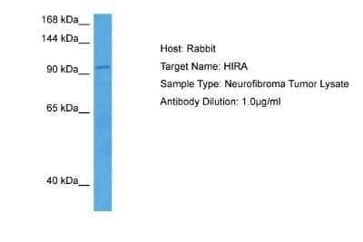 Western Blot: HIRA Antibody [NBP2-87391]