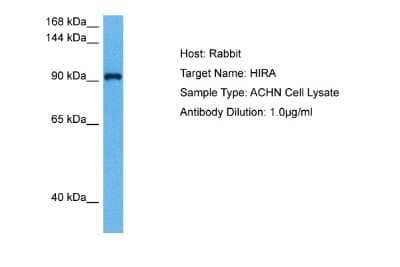 Western Blot: HIRA Antibody [NBP2-87569]