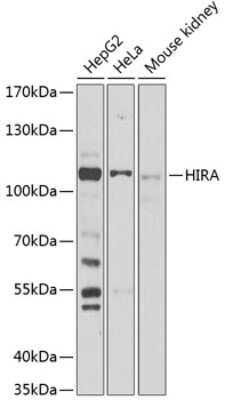 Western Blot: HIRA AntibodyBSA Free [NBP3-04893]