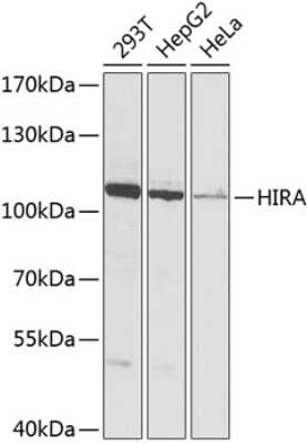 Western Blot: HIRA AntibodyBSA Free [NBP3-04894]