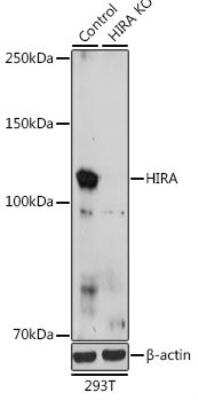 Western Blot: HIRA AntibodyBSA Free [NBP3-04894]