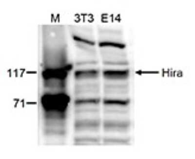 Western Blot: HIRA Antibody [NBP3-18665]