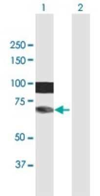 Western Blot: HIRIP3 Antibody [H00008479-B01P]