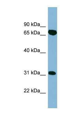 Western Blot: HIRIP3 Antibody [NBP1-53074]