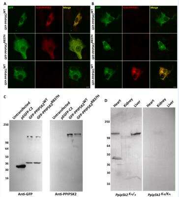 Immunocytochemistry/ Immunofluorescence: HISPPD2A Antibody [NBP1-89693]