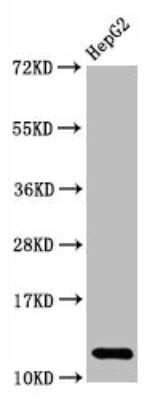 Western Blot: HIST1H2AB Antibody (1H12) [NBP3-15228]