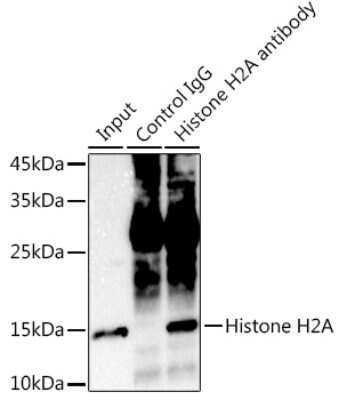 Immunoprecipitation: HIST1H2AB Antibody (1P5B6) [NBP3-15591]