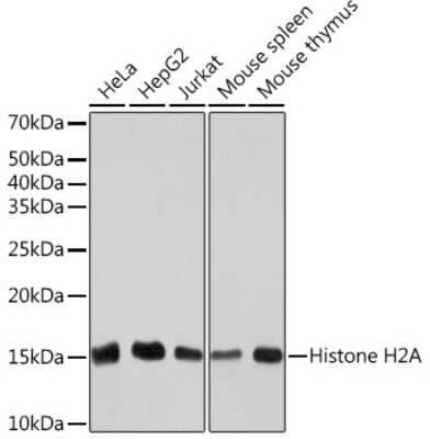 Western Blot: HIST1H2AB Antibody (1P5B6) [NBP3-15591]