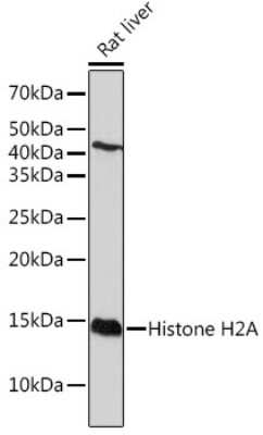 Western Blot: HIST1H2AB Antibody (1P5B6) [NBP3-15591]