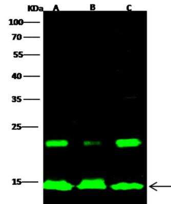 Western Blot: HIST1H2AB Antibody [NBP3-05881]