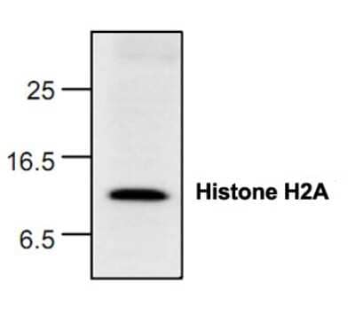 Western Blot: HIST1H2AC Antibody [NBP1-45619]