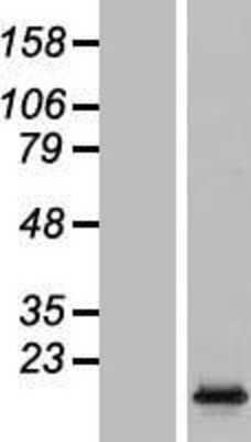 Western Blot: HIST1H2AC Overexpression Lysate [NBL1-11557]