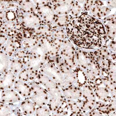 Immunohistochemistry-Paraffin: HIST1H2AG Antibody (CL5039) [NBP2-61151]
