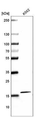 Western Blot: HIST1H2AG Antibody (CL5039) [NBP2-61151]