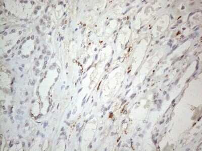 Immunohistochemistry: HIST1H2BA Antibody (OTI1C9) [NBP2-45974]