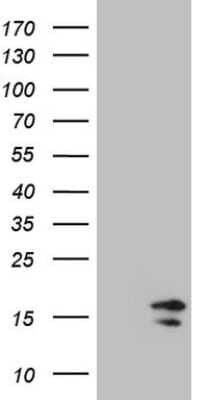 Western Blot: HIST1H2BA Antibody (OTI1C9) [NBP2-45974]