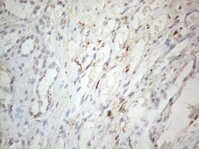 Immunohistochemistry: HIST1H2BA Antibody (OTI1C9) - Azide and BSA Free [NBP2-72479]