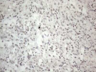 Immunohistochemistry: HIST1H2BA Antibody (OTI1C9) - Azide and BSA Free [NBP2-72479]