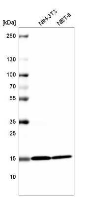 Western Blot: HIST1H2BC Antibody (CL5048) [NBP2-61153]