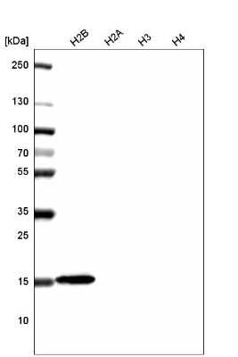 Western Blot: HIST1H2BC Antibody (CL5048) [NBP2-61153]