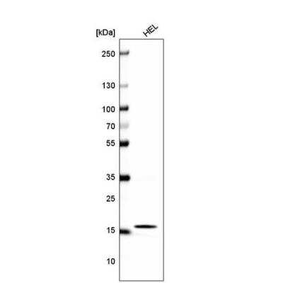 Western Blot: HIST1H2BC Antibody (CL5048) [NBP2-61153]