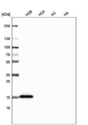 Western Blot: HIST1H2BC Antibody (CL5101) [NBP2-61154]