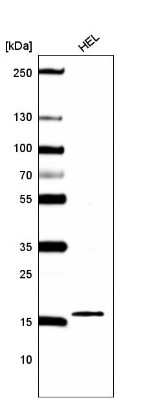 Western Blot: HIST1H2BC Antibody (CL5101) [NBP2-61154]