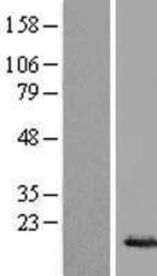 Western Blot: HIST1H2BE Overexpression Lysate [NBL1-11561]